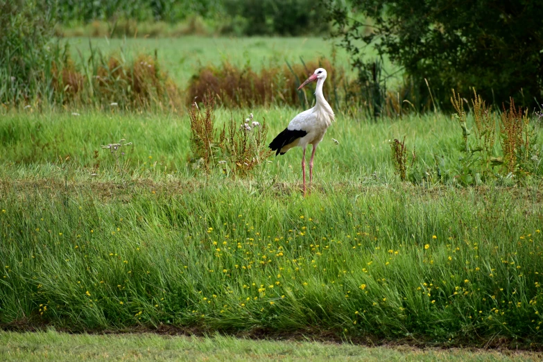 the tall bird is standing alone in the tall grass