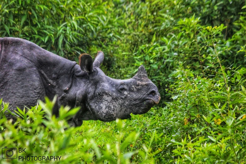 an up close picture of a rhino in the jungle