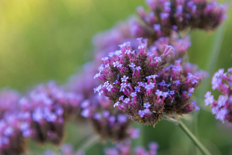 the beautiful purple flowers are blooming in the field