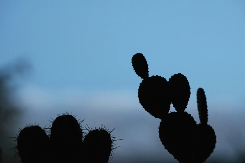 a cactus is silhouetted against the sky