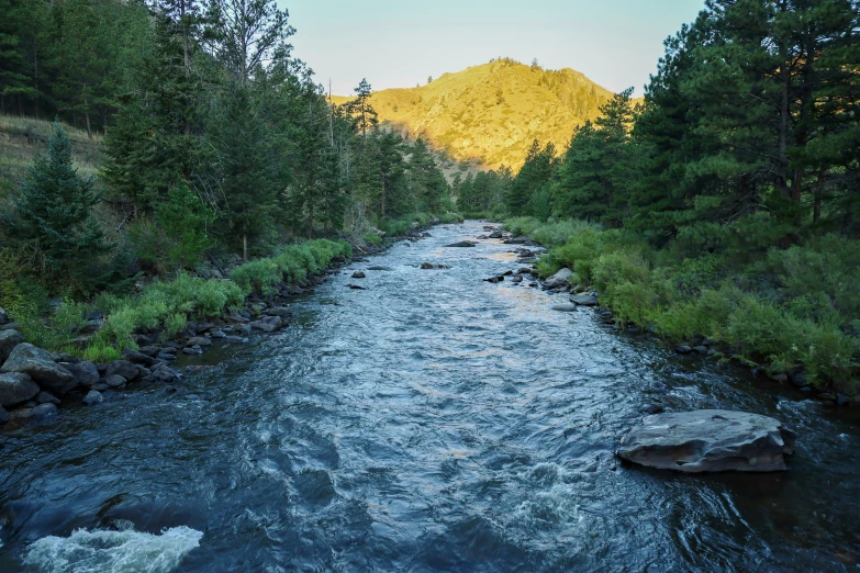 a small river that is running through a wooded area