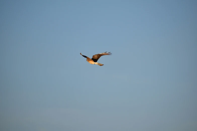 an image of an eagle flying through the sky