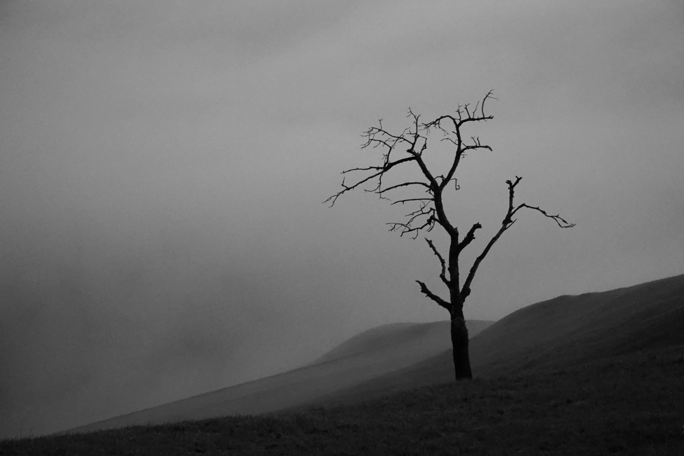 a single tree in the middle of a grassy field