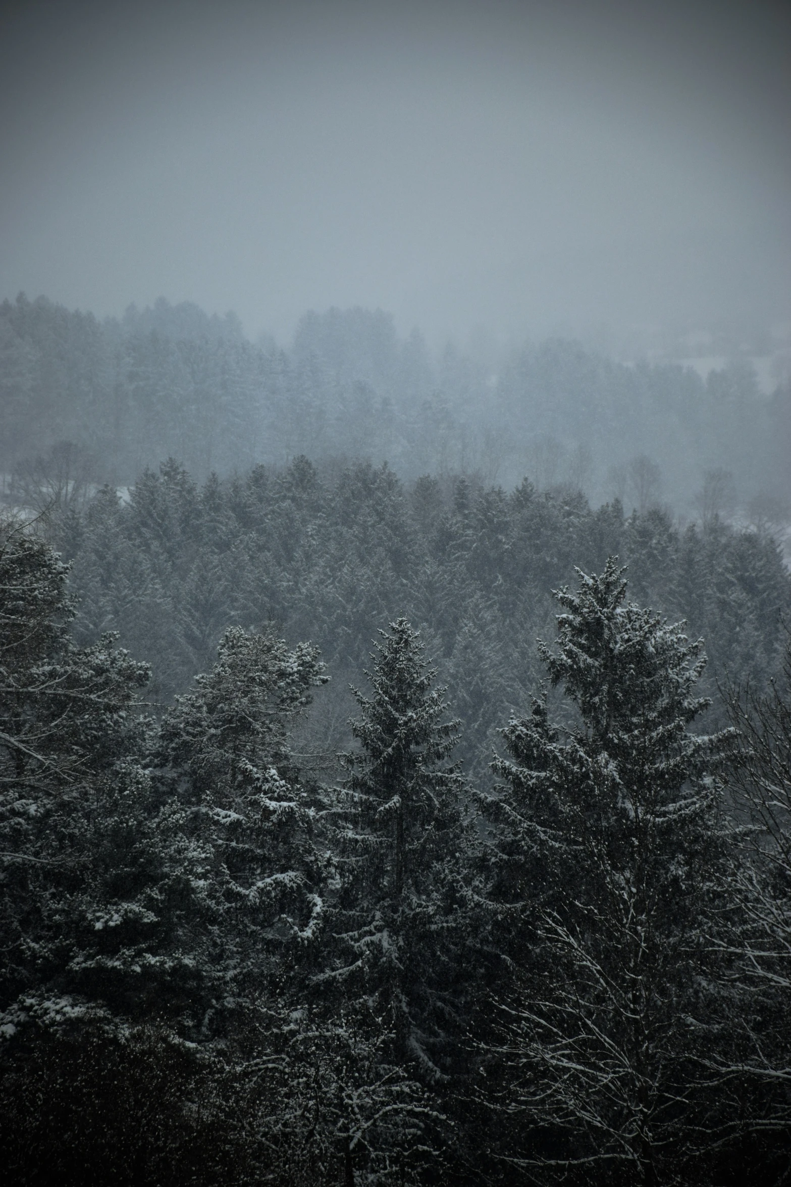 a forest covered in snow on a misty day