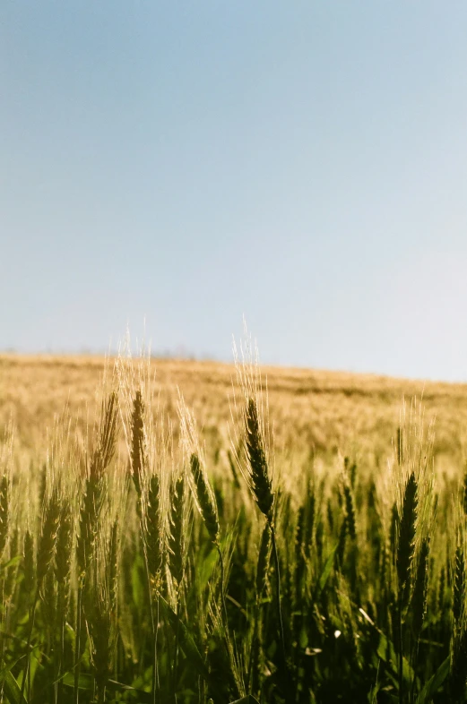 the image shows a lush green wheat field