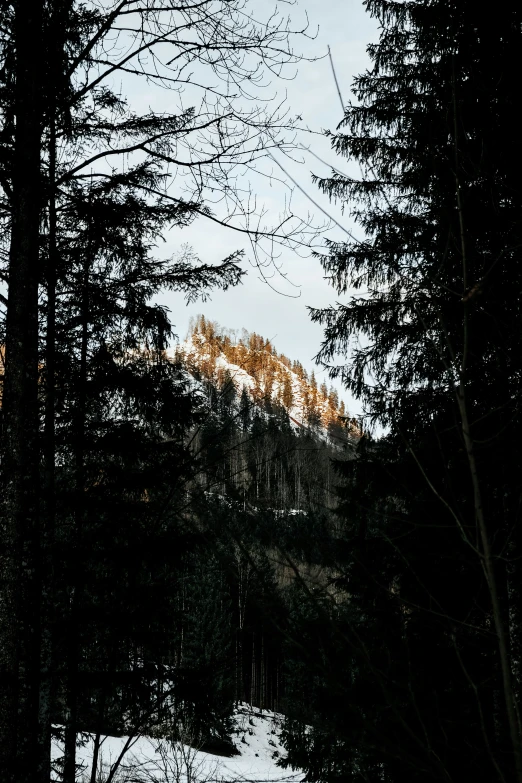 the trees stand high in the sky and snow are covering