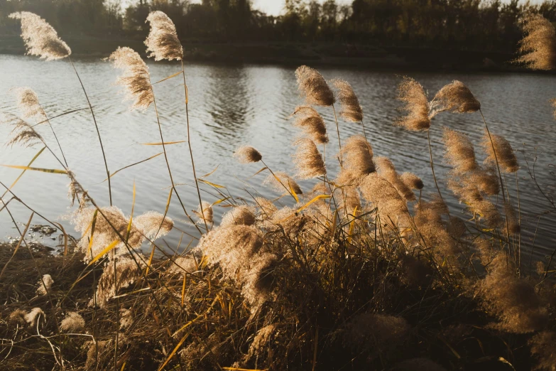 wild plants blowing on the wind next to a lake