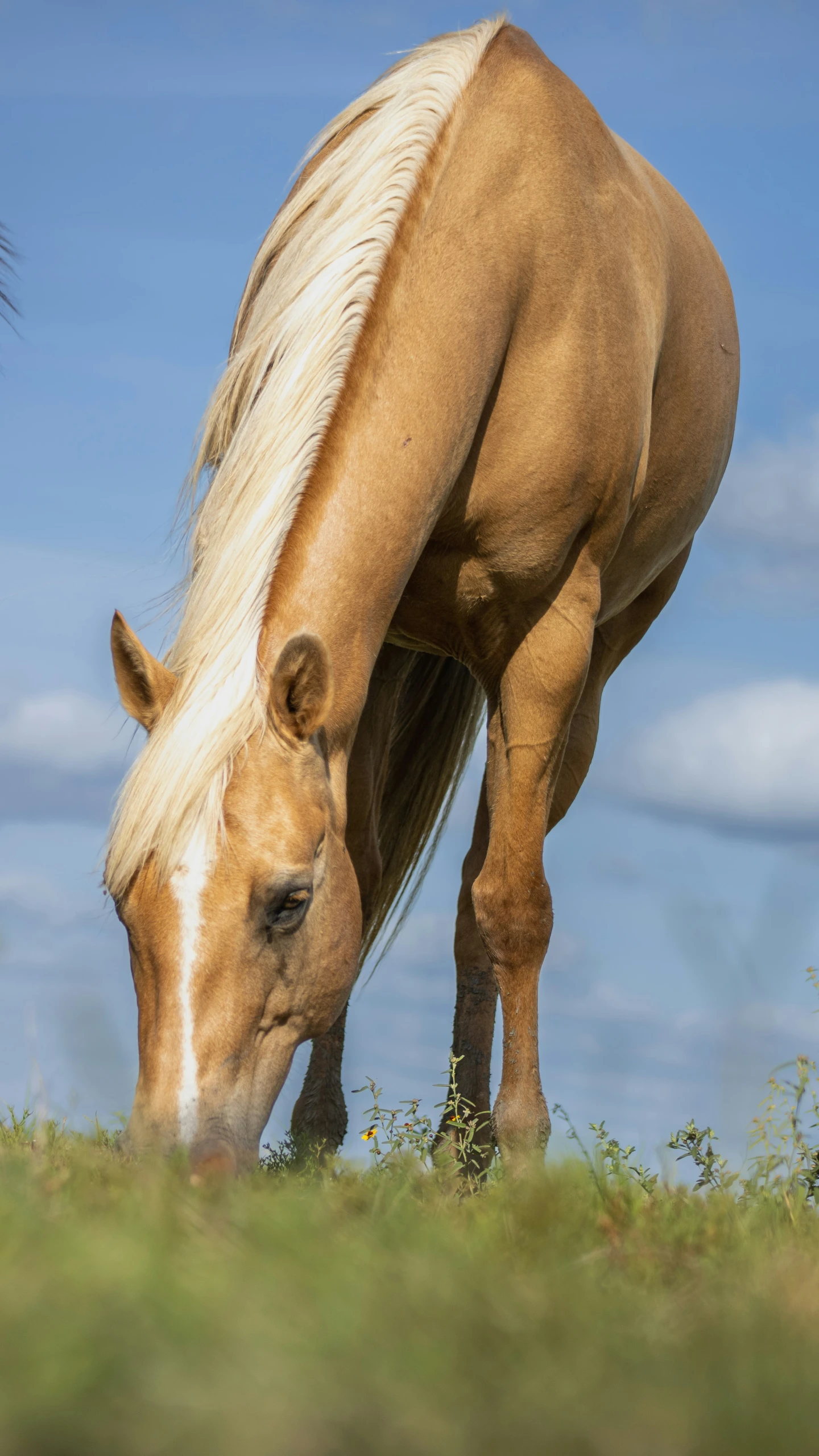 a horse grazing on grass under a cloudy sky