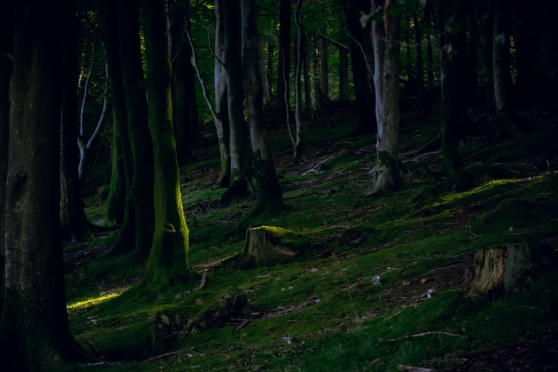 some trees that are next to a hillside