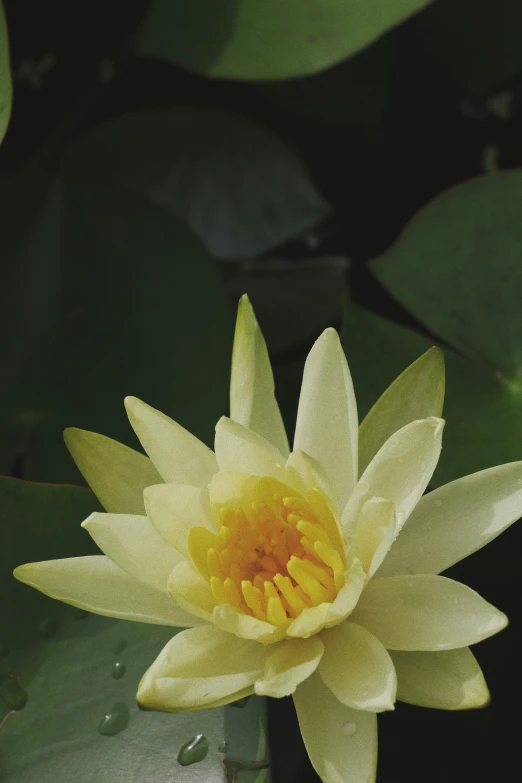 a white and yellow lotus in the middle of green plants