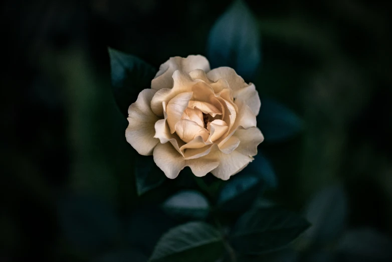 a white and yellow flower with lots of green leaves