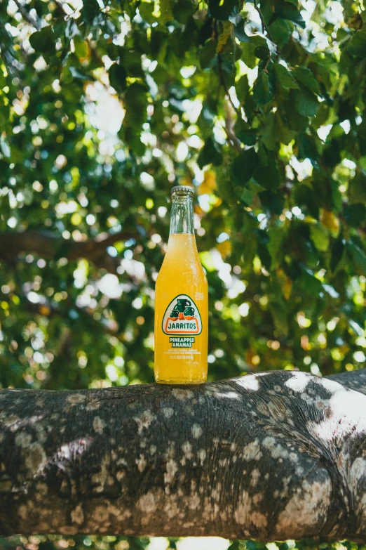 a glass bottle of juice sits on a tree trunk