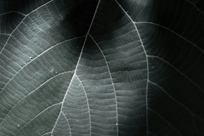 a large leaf has long, dark gray leaves