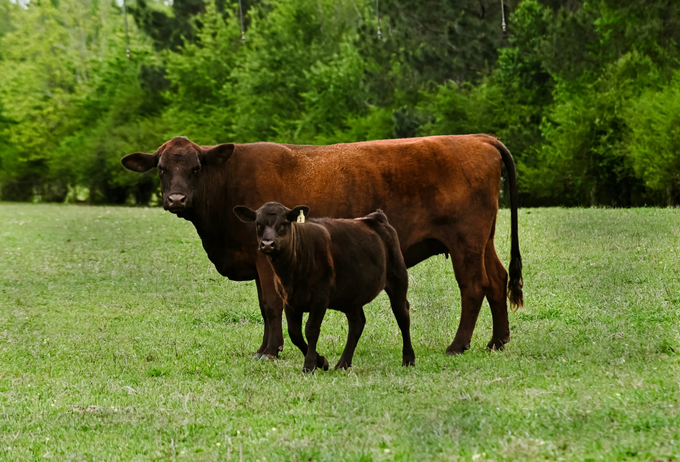 a mother cow and her calf walk in the grass