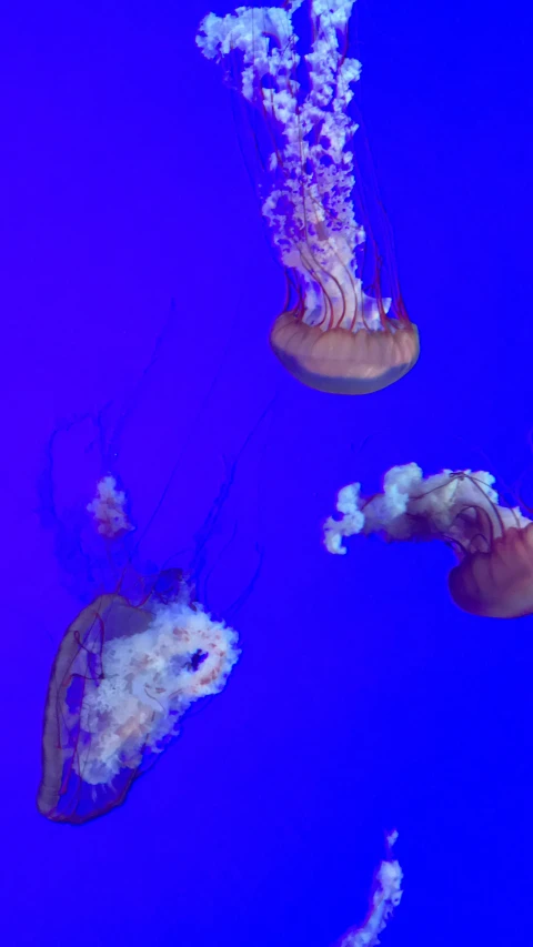 jellyfish in a blue ocean and various white tentacles