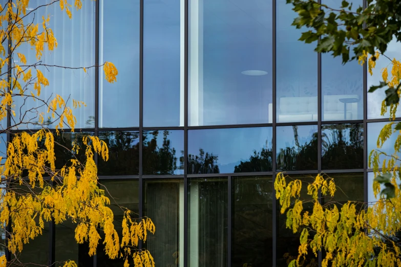 a view of windows reflecting trees and sky