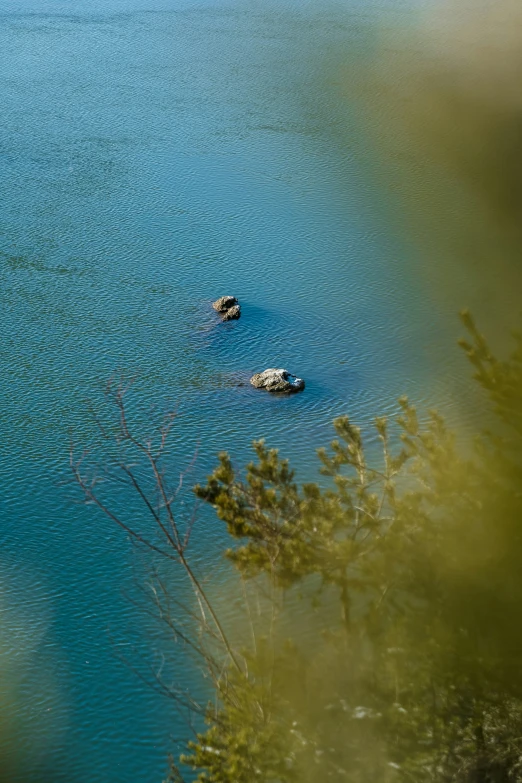 the two ducks are swimming in the lake