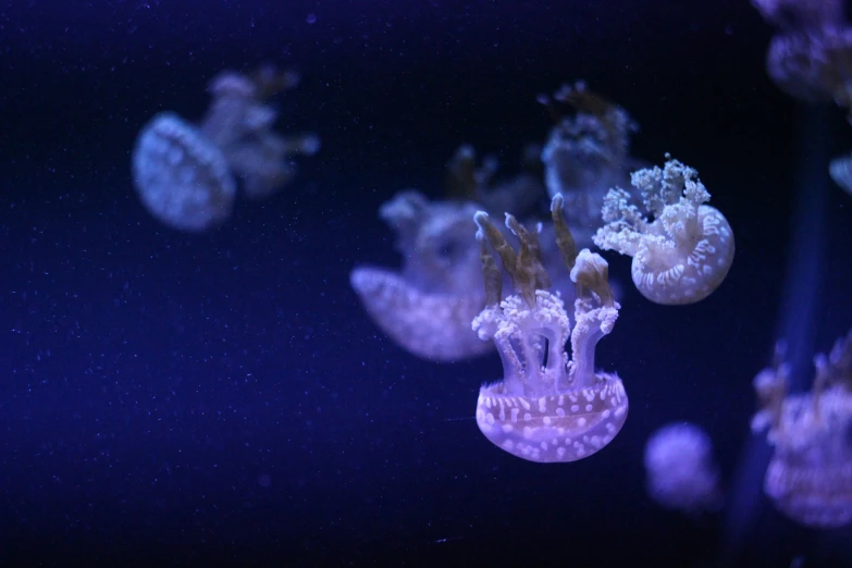 the jellyfish is white in color under the dark sky