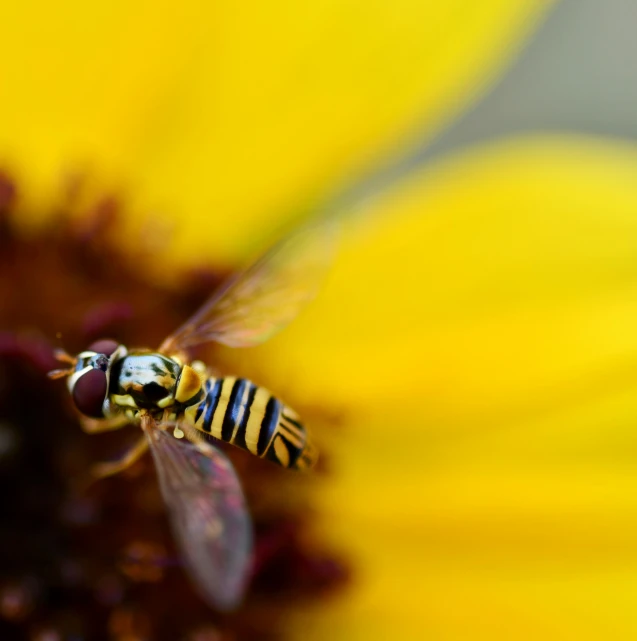 a close up of a yellow insect on a flower