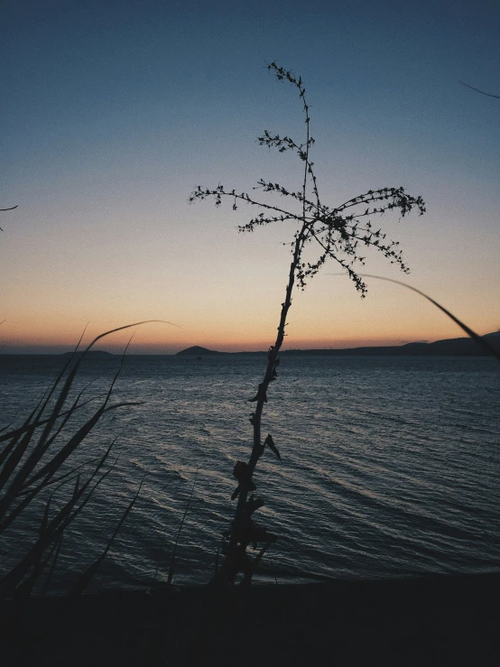 there is a tree that is near the water