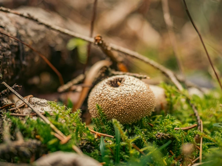 a yellow mushroom sits in the forest near some moss
