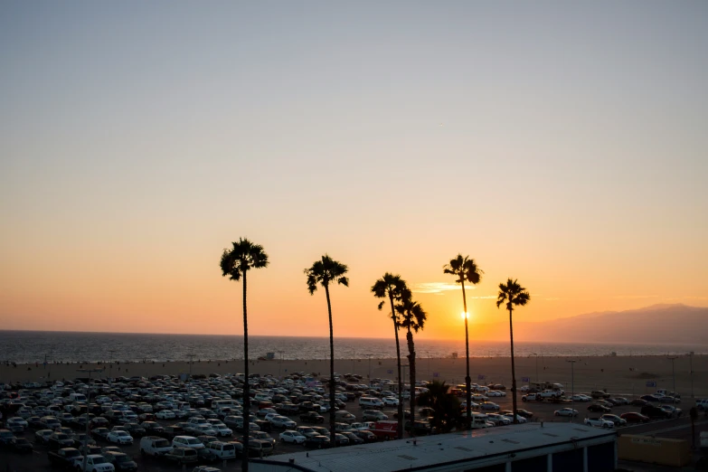 a row of palm trees sitting next to the ocean