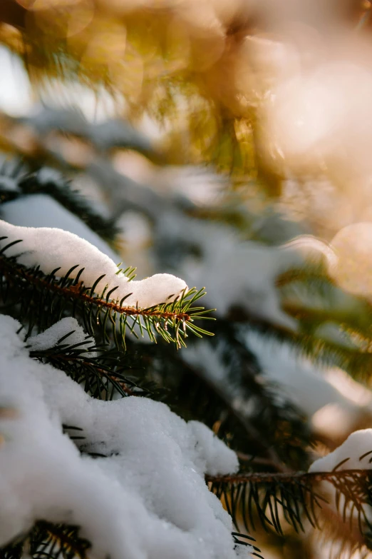 there is a pine tree with snow on it