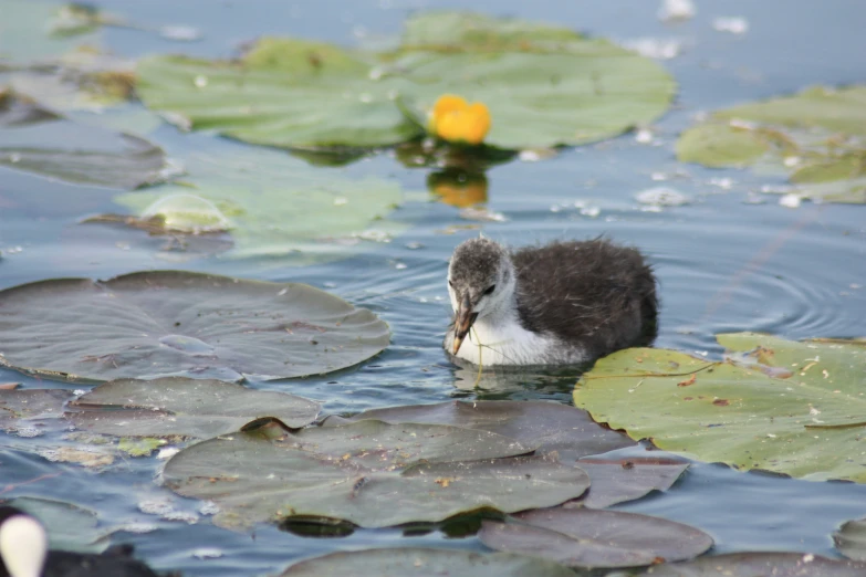 a duckling swimming next to lily pads and water lillies