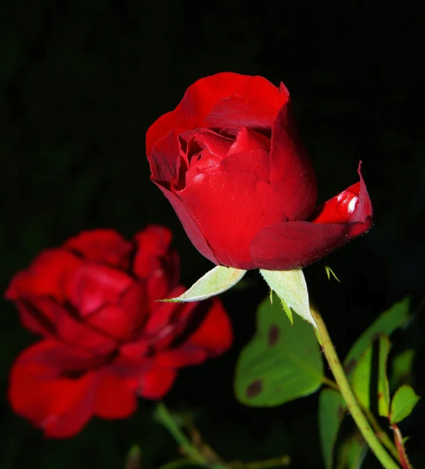 a red rose is almost gone