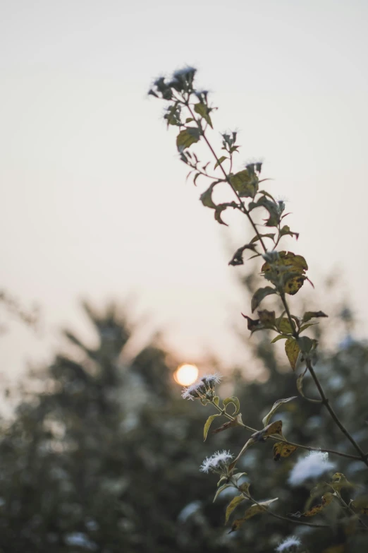 some kind of tree with leaves and a bright light in the background