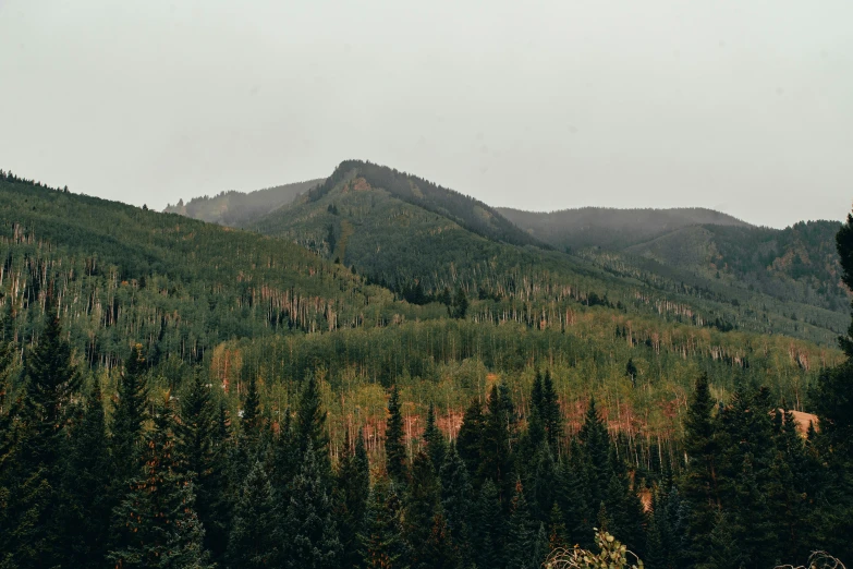 a large mountain covered in a forest filled with trees