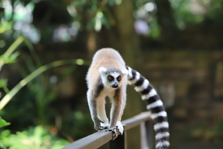 a monkey looking over a railing to the woods