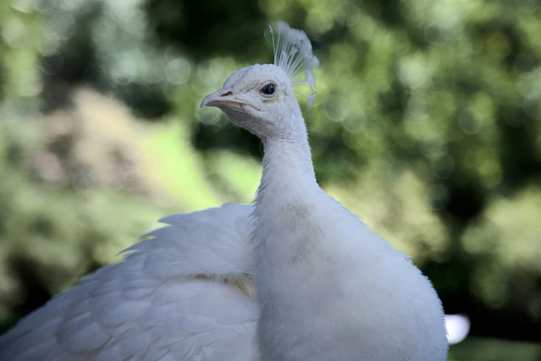 a close up view of a white duck with long feathers