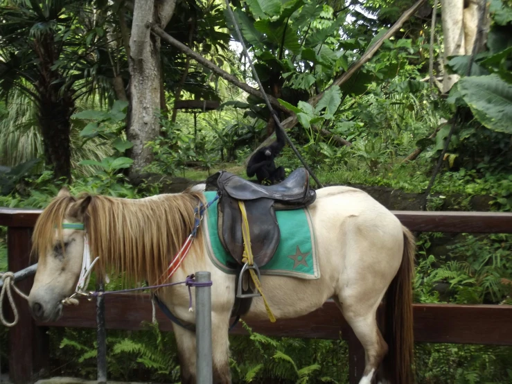 a small brown horse in a corral