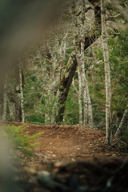 a bear walking across a dirt road through a forest