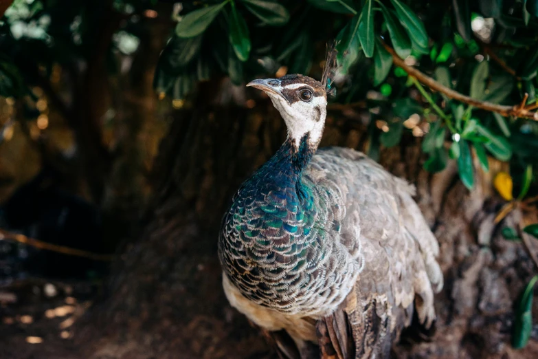 the big blue bird is standing beside a small tree