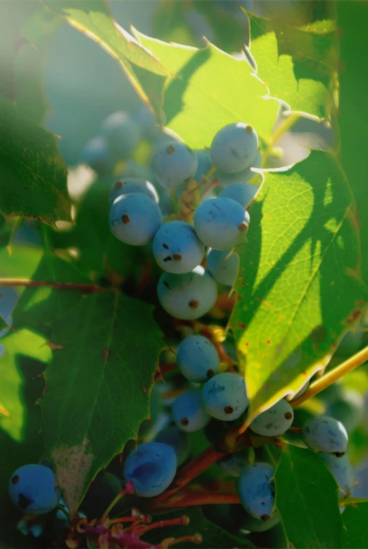 the berry clusters on the trees are very bright