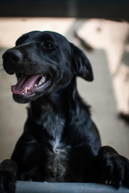 a black dog has its paws hanging over the edge of a table