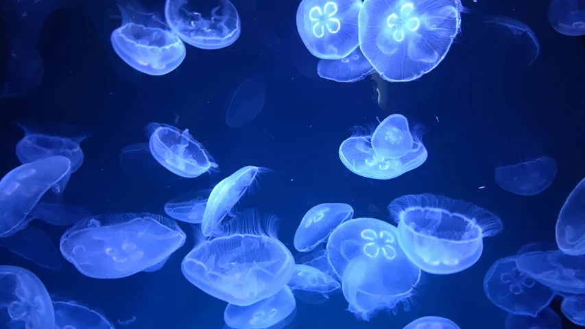 a bunch of jellyfish are all floating together