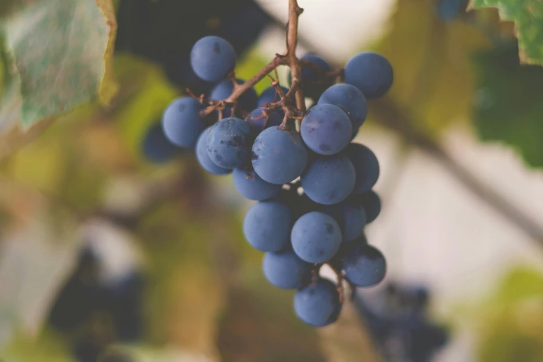 a bunch of purple gs hanging on a vine