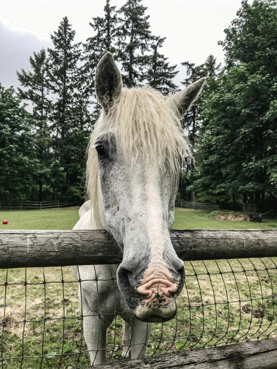 a white horse with gy blond hair standing next to a fence