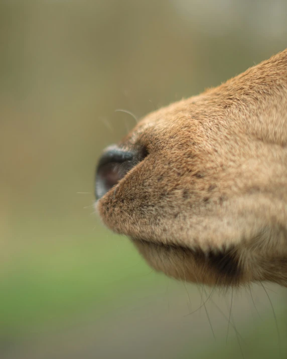 the profile of an animal with brown and black markings