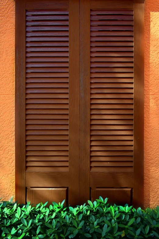 two doors and wooden slats with green plants around
