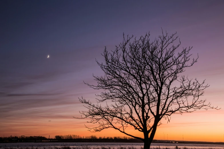 a large tree is standing in front of the sunset