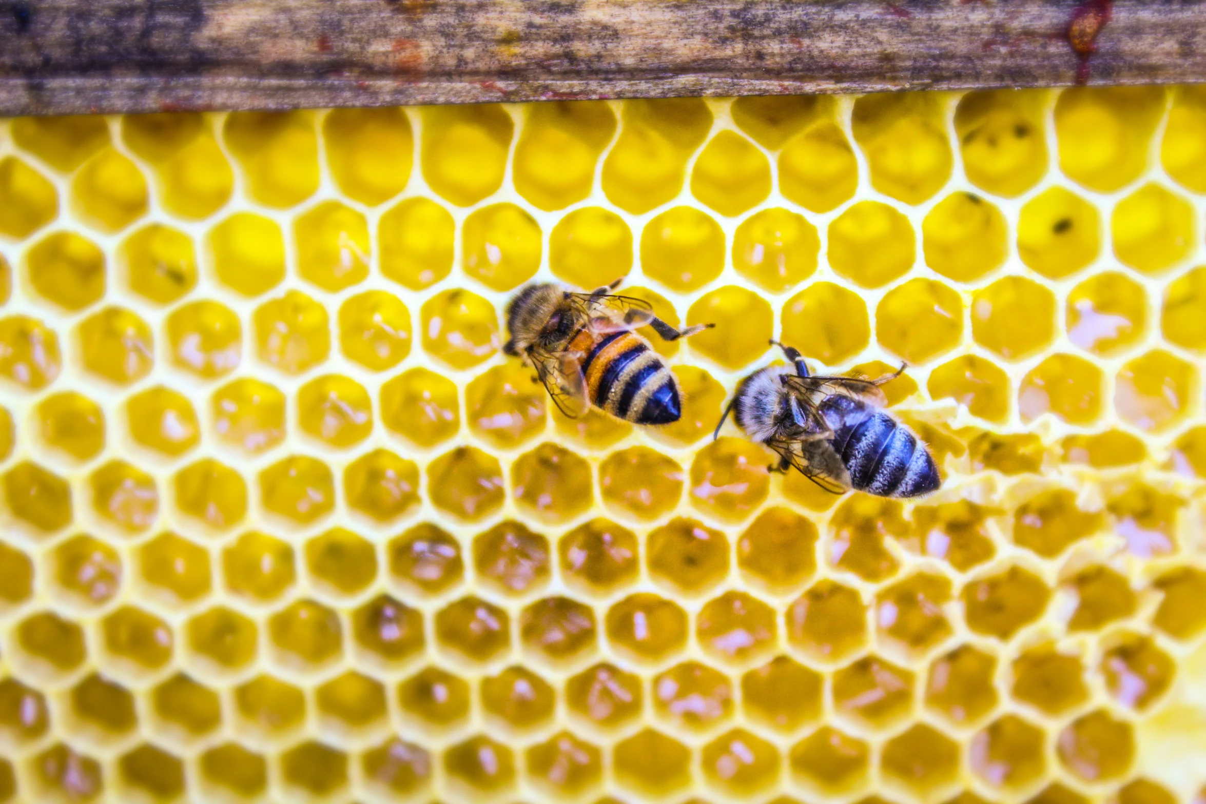 two bees crawling on the cells of a honey comb