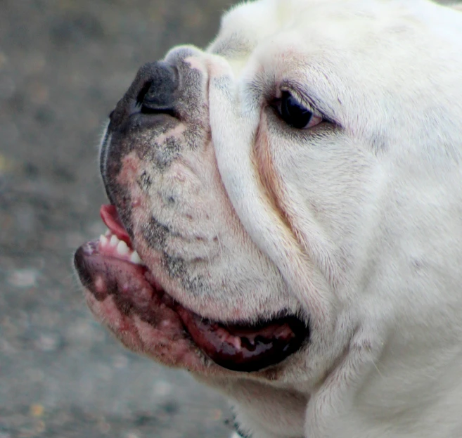 the head and nose of an english bulldog
