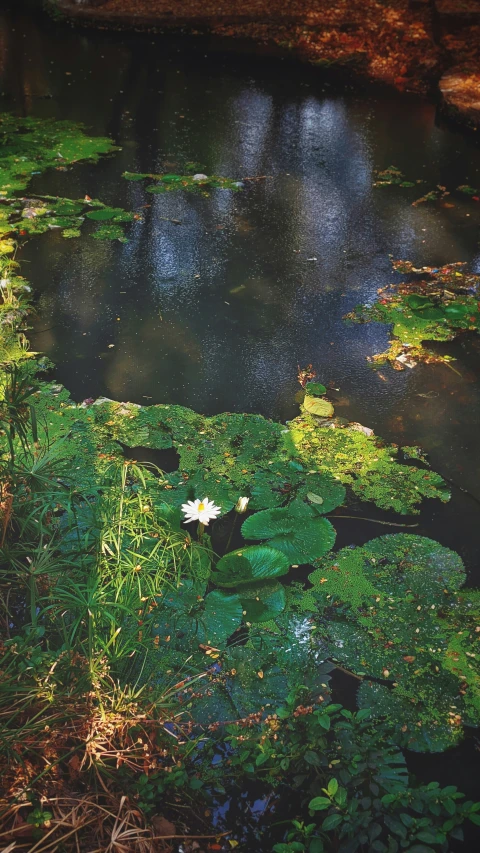 water plants in a swampy area of some sort