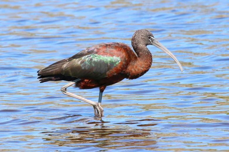 a bird with an orange beak and an orange  walking through water