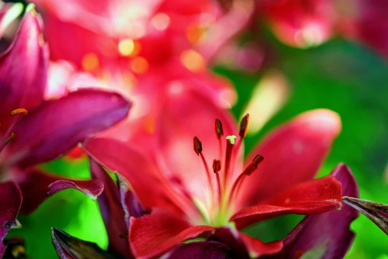 a bouquet of red flowers with some green leaves