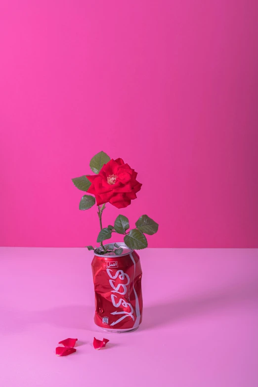 the rose in the glass vase has a pink background